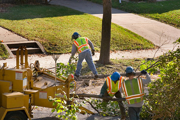 Tree and Shrub Care in Oneonta, AL